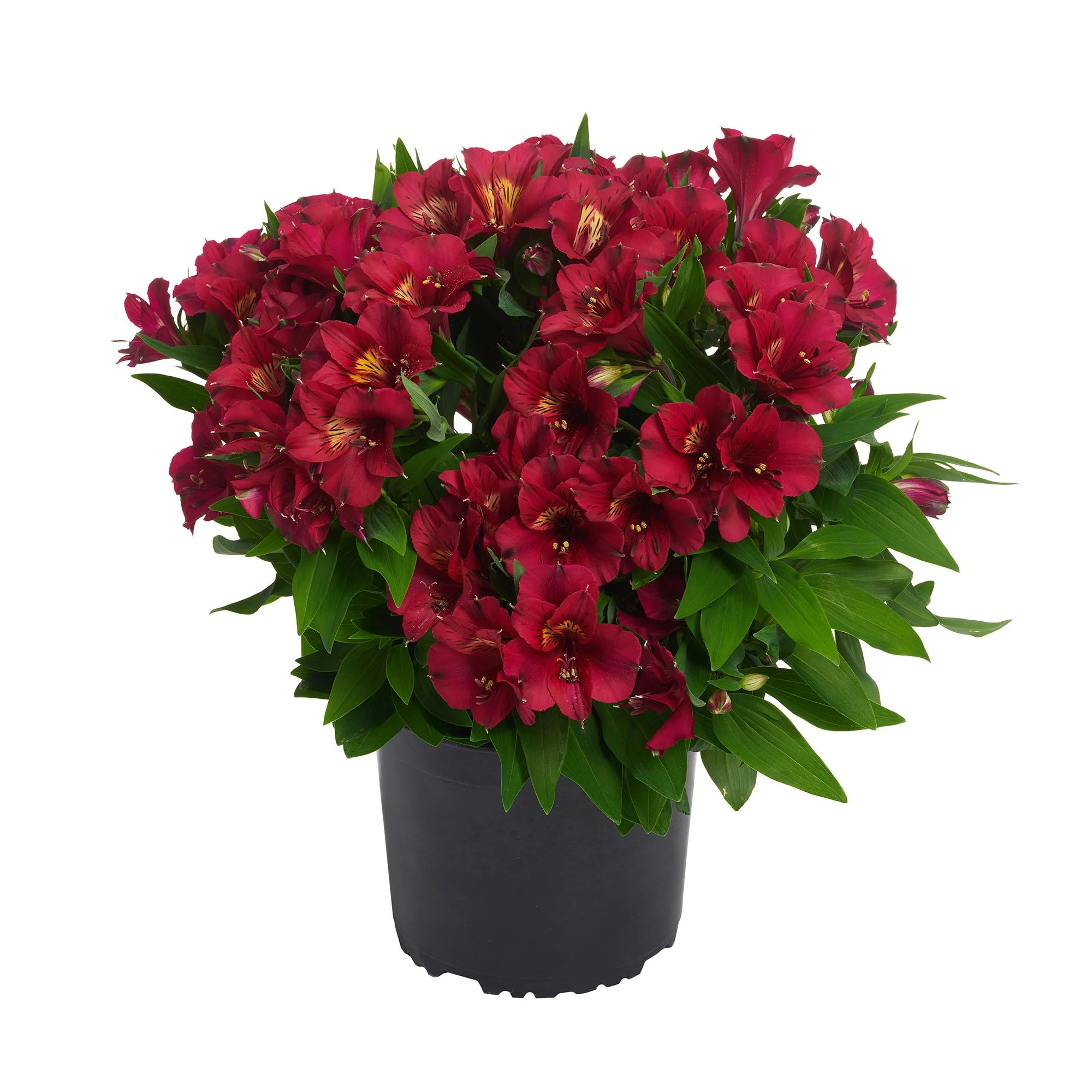 Alstroemeria x hybrida Colorita® Lizzy — ThinkPlants